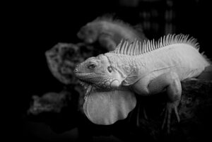 アトピーとワキガの悩みを解消するための効果的な対策は？