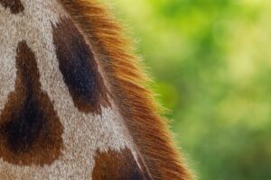 敏感肌の人がワキガ治療を受ける際の医療広告ガイドラインに関する注意点は？