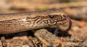 敏感肌やワキガに悩む方が不安障害について相談できる場所はどこ？