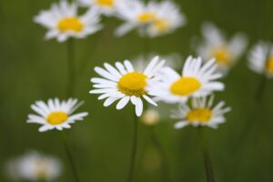 ワキガ対策に効果的なクリームの比較は？